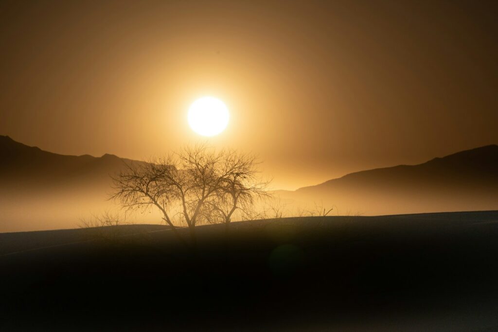 a lone tree in the middle of a foggy field